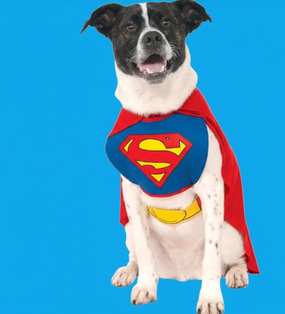 10 Best Halloween Costumes for Pets 2